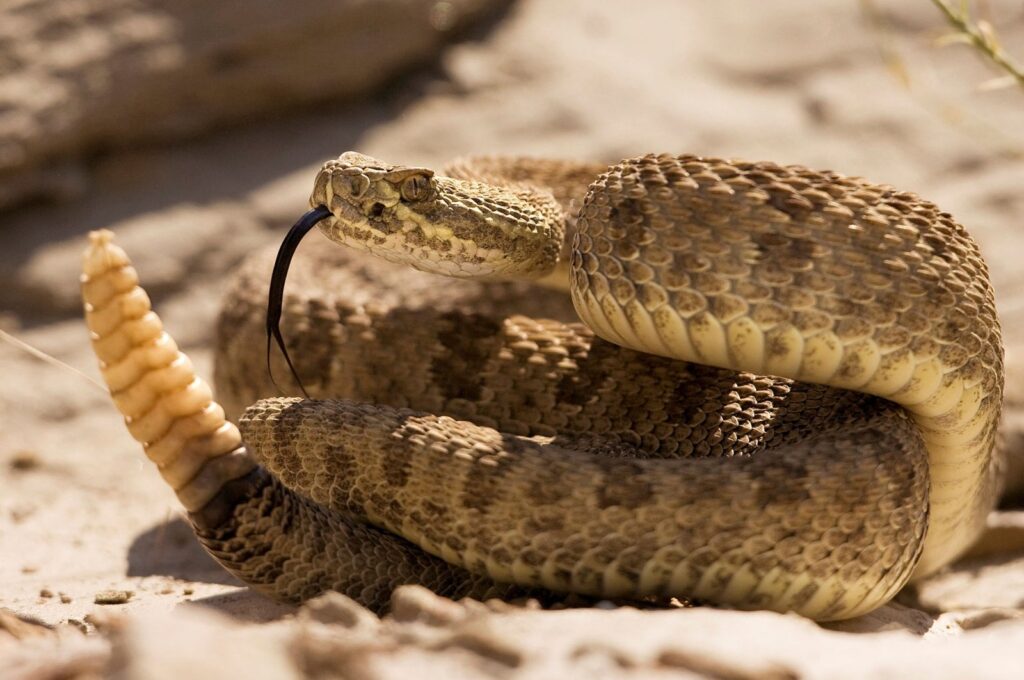 A prairie rattlesnake warns approaching hikers with a rattle of his tail in Dinosaur Provincial Park, Alberta, Canada, Aug. 7, 2008. (Reuters Photo)