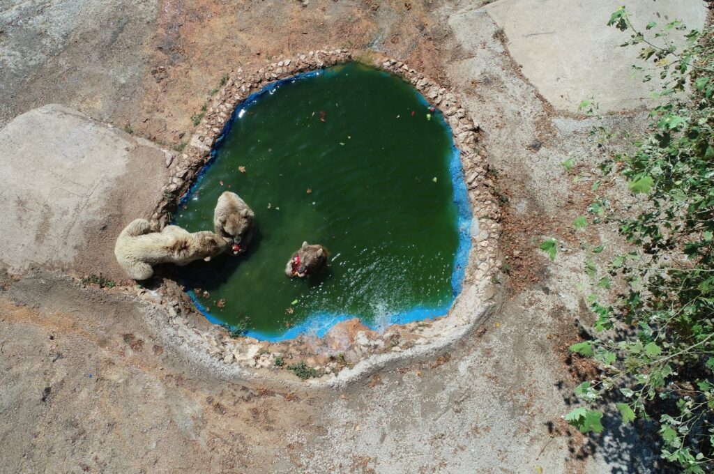 Aerial view of bears cooling off in the pool at Nature Life Park Antalya, southern Türkiye, July 13, 2023. (AA Photo)
