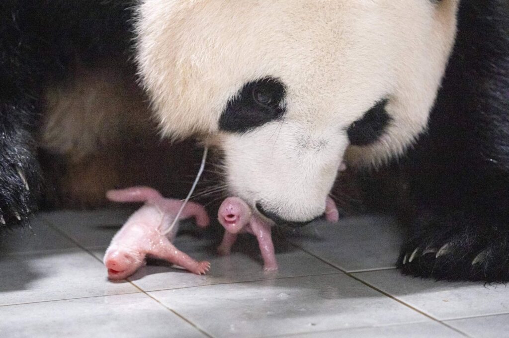 Giant panda mother Ai Bao and her newly born female twin pandas at Everland Amusement and Animal Park in Yongin, South Korea, July 7, 2023. (AFP Photo)