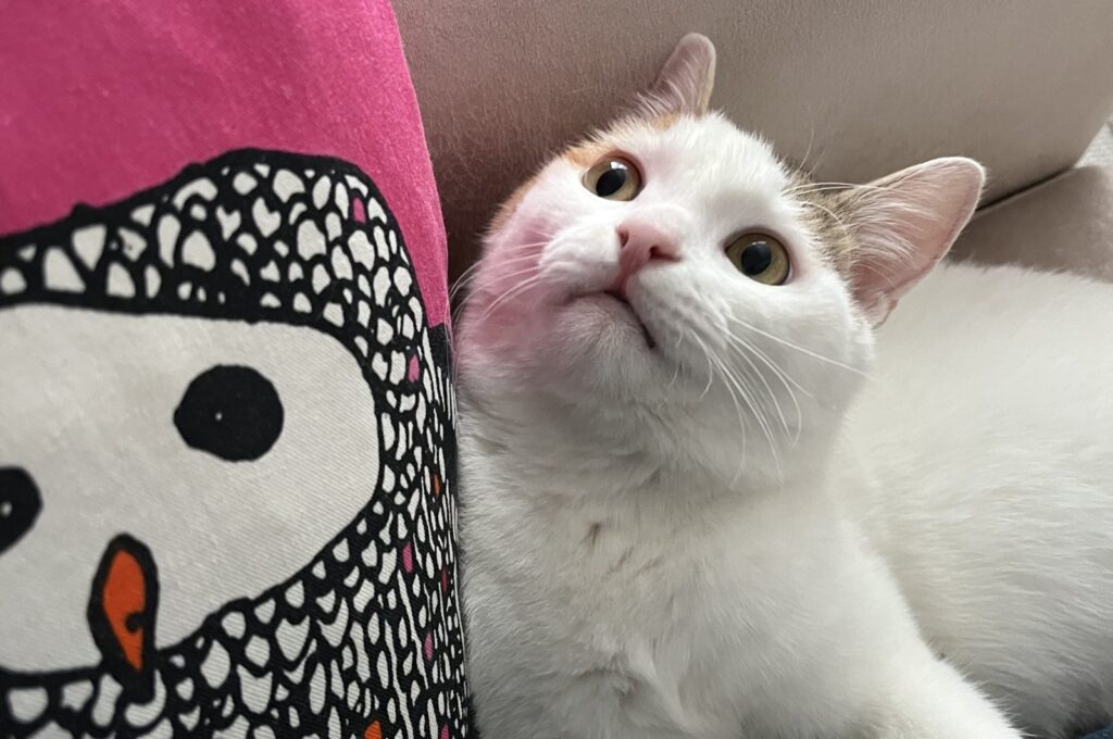 Smoothie looks up in this photo taken in our home, in Istanbul, Türkiye. (Photo by Burcu Başaran)