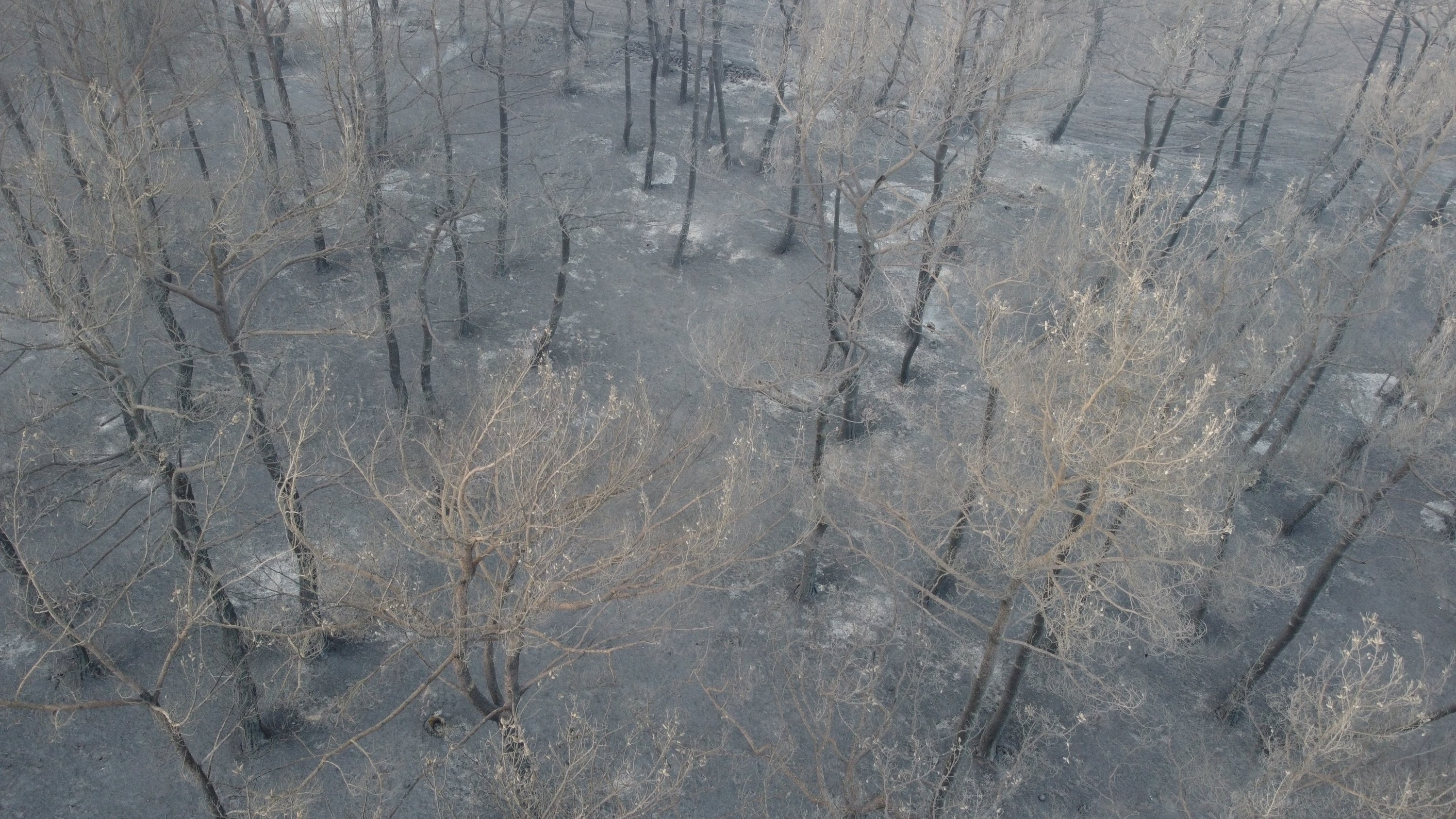 282992 The remains and ashes of trees are seen in an area impacted by raging fires, Çanakkale, Türkiye, July 18, 2023. (IHA Photo)