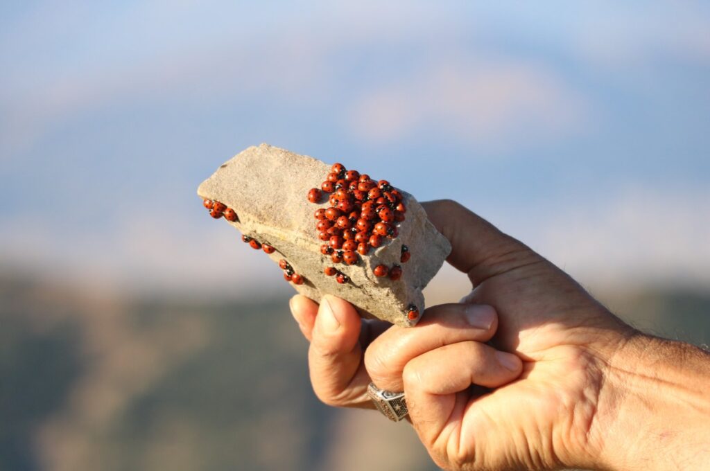 A visitor holds a piece of rock covered in ladybugs in Kahramanmaraş, Türkiye, July 18, 2023. (IHA Photo)
