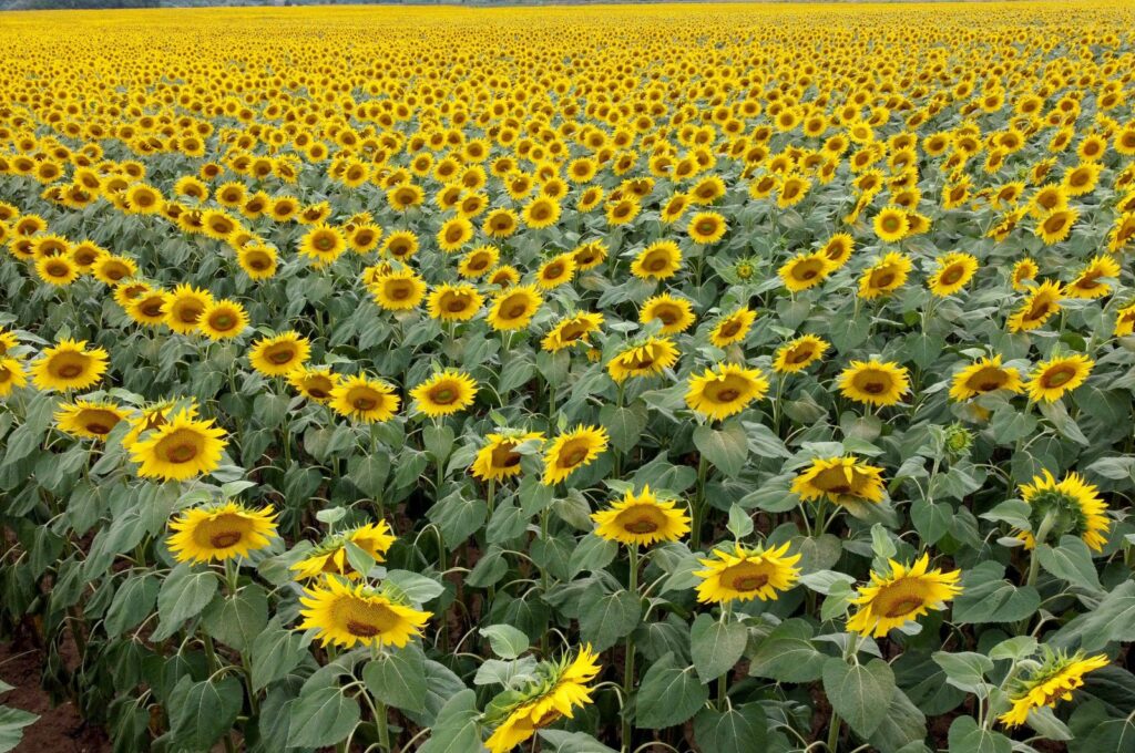 An aerial view of sunflowers in Edirne, northwestern Türkiye, July 16, 2023. (DHA Photo)