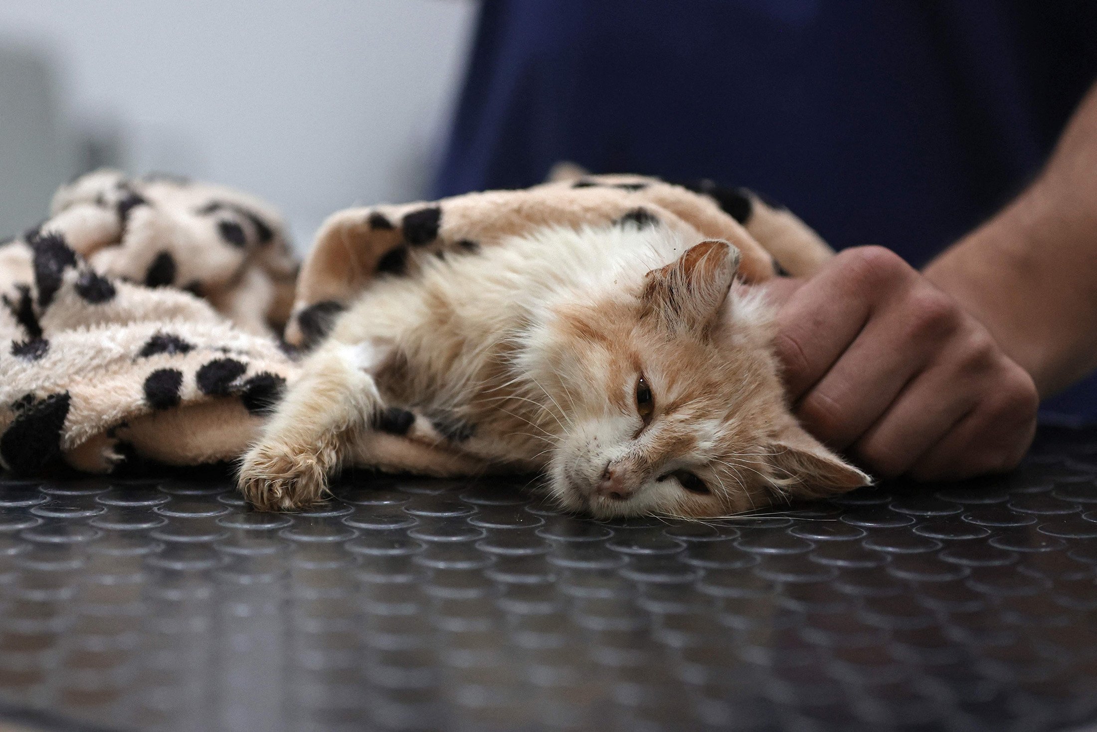 283382 Veterinarian Kostis Larkou tends to a cat suffering from Feline Infectious Peritonitis (FIP), at a clinic, in Greek Cypriot-administered Nicosia, June 20, 2023. (AFP Photo)