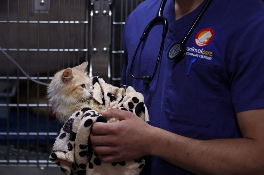 Veterinarian Kostis Larkou tends to a cat suffering from Feline Infectious Peritonitis (FIP), at a clinic, in Greek Cypriot-administered Nicosia, June 20, 2023. (AFP Photo)