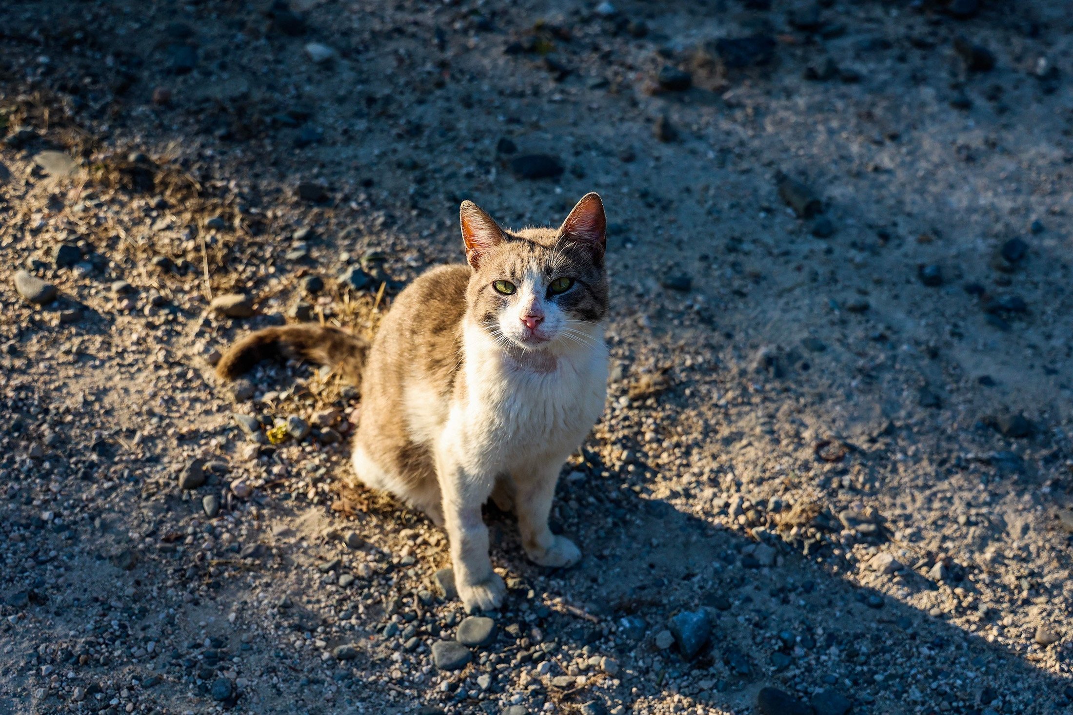 283386 An abandoned cat looks on at a shelter, in Greek Cypriot-administered Nicosia, June 22, 2023. (AFP Photo)