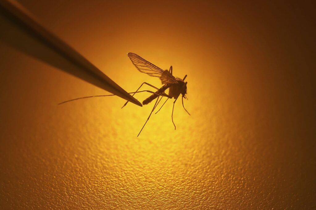 A biologist examines a mosquito in Salt Lake City, U.S., Aug. 26, 2019. (AP Photo)