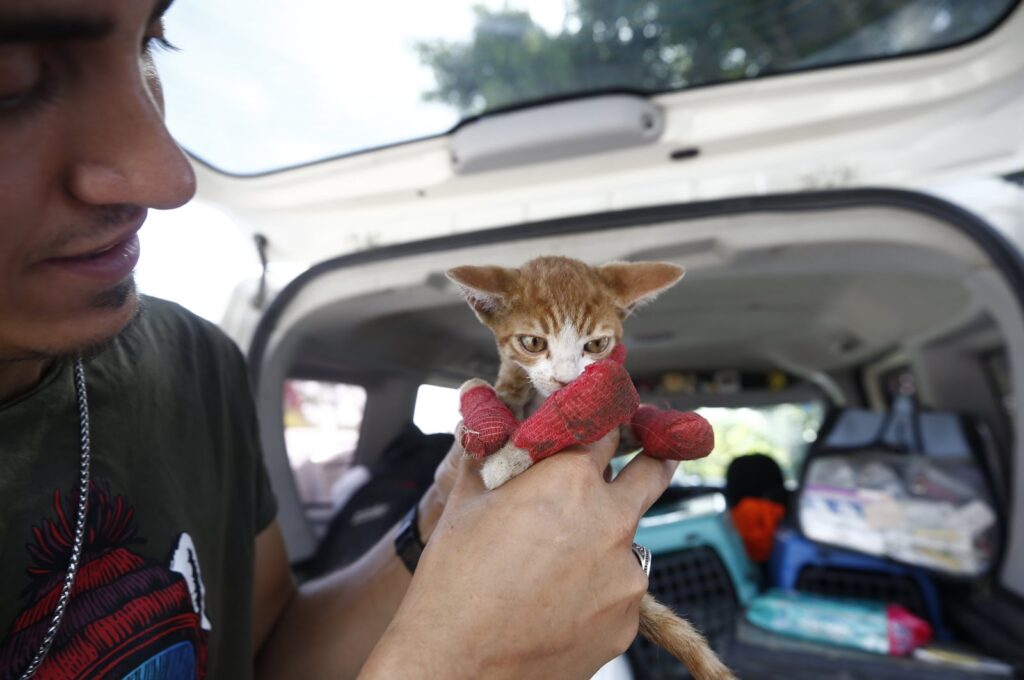 A volunteer is treating a cat with burned paws rescued after recent forest fires in Antalya, Türkiye, July 26, 2023. (AA Photo)