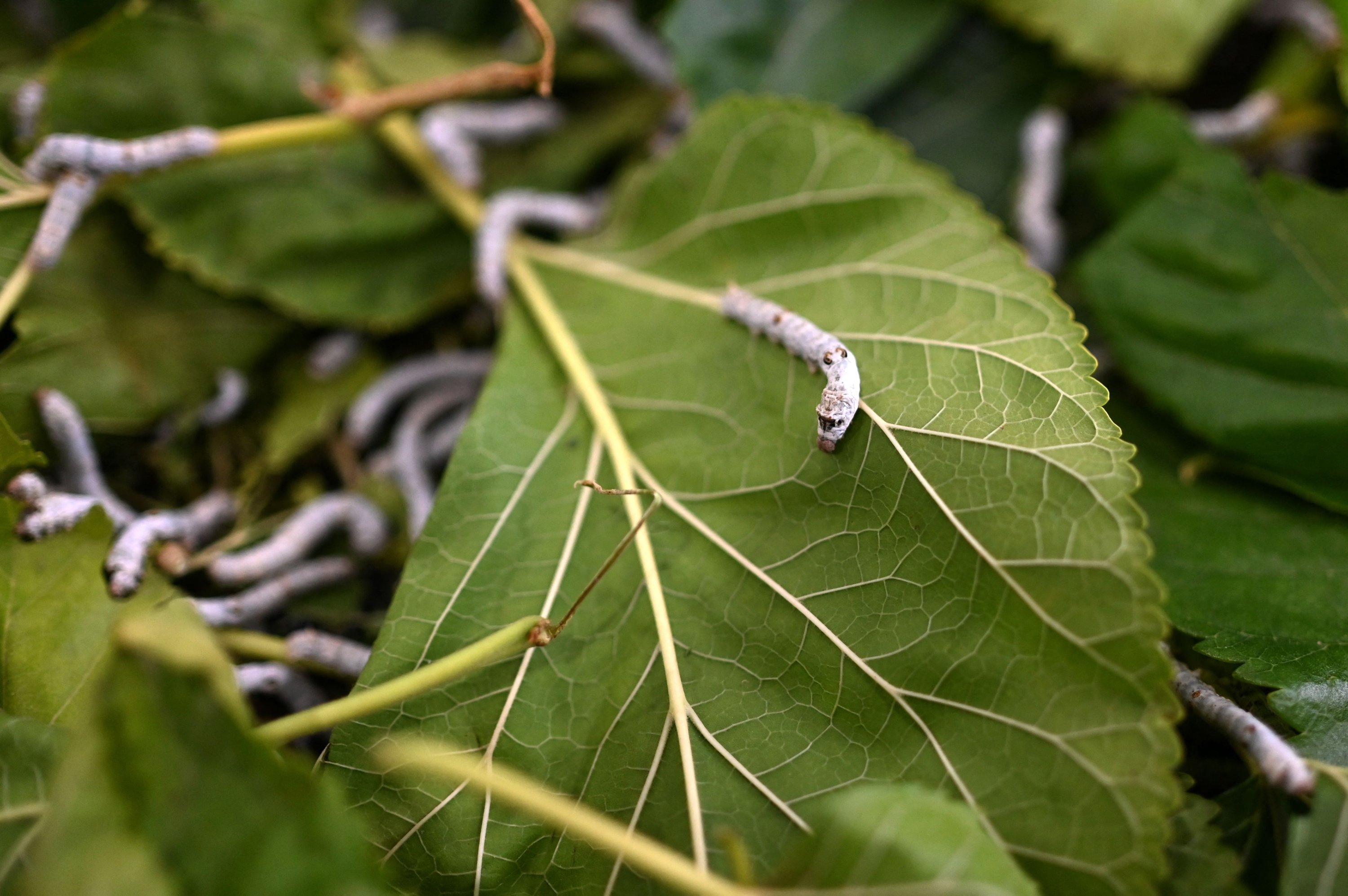 284762 This photograph taken in Antakya shows silkworms eating mulberry leaves, Hatay, Türkiye, July 10, 2023. (AFP Photo)
