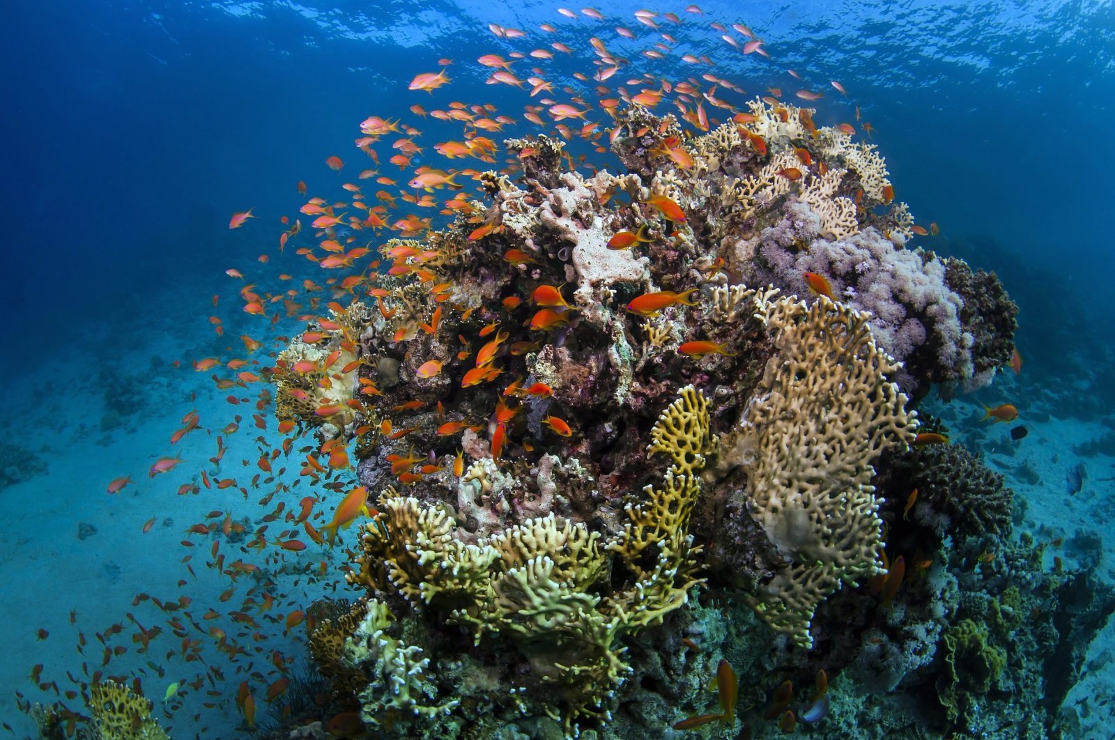 Citing recent Australian efforts to preserve the world's biggest coral reef, UNESCO just reversed a call made in late 2022 to put the Great Barrier Reef on its list of endangered locations. (dpa Photo)
