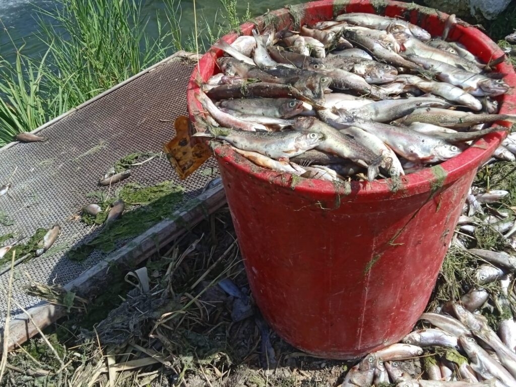 A bucket of dead trout is seen in a facility in Gürpınar, Van, Türkiye, Aug. 10, 2023. (DHA Photo)