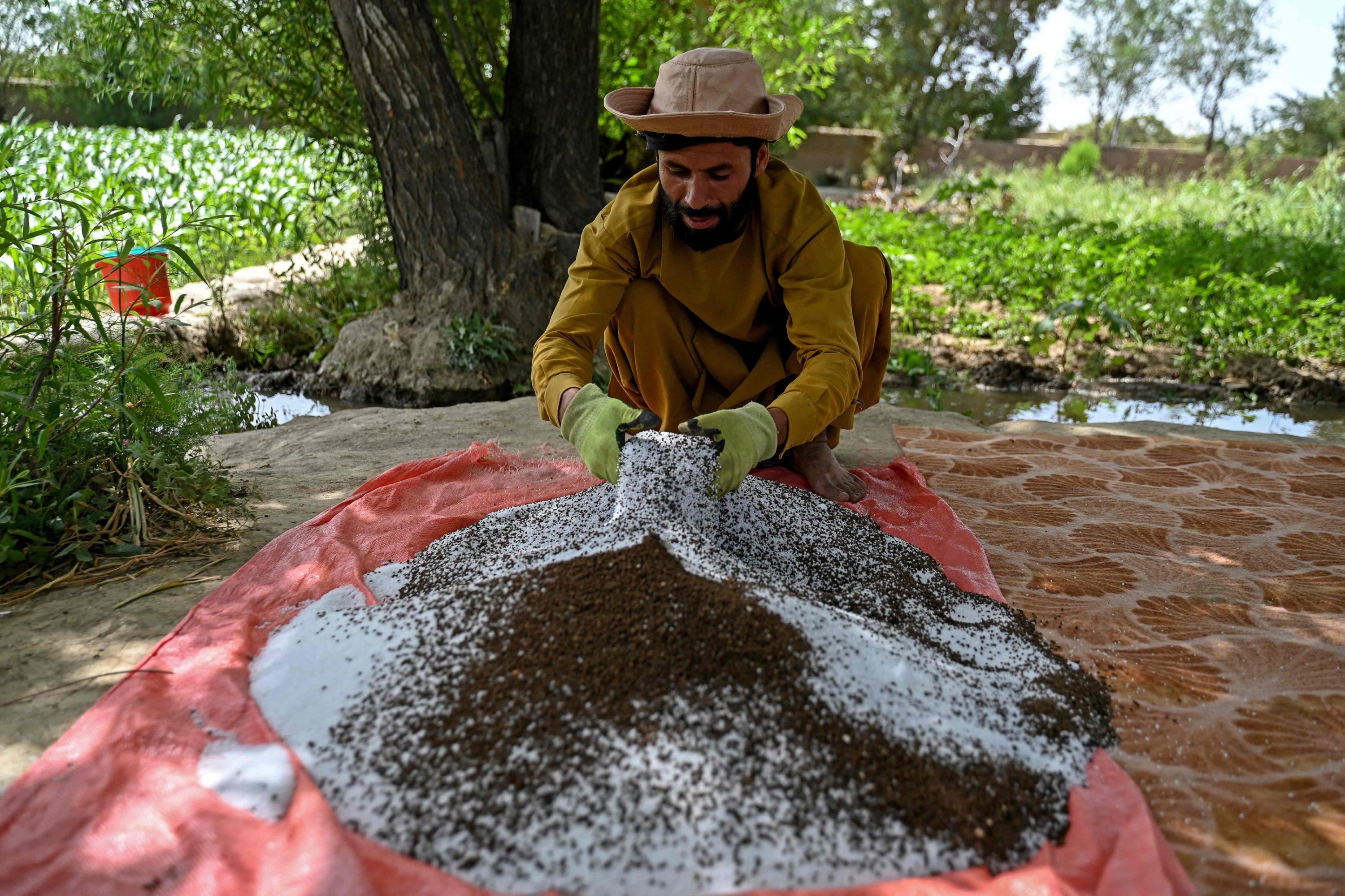 287393 Afghan farmer Rahatullah Azizi prepares fertilizer in Tilanchi village of Parwan province, Afghanistan, Aug. 3, 2023. (AFP Photo)