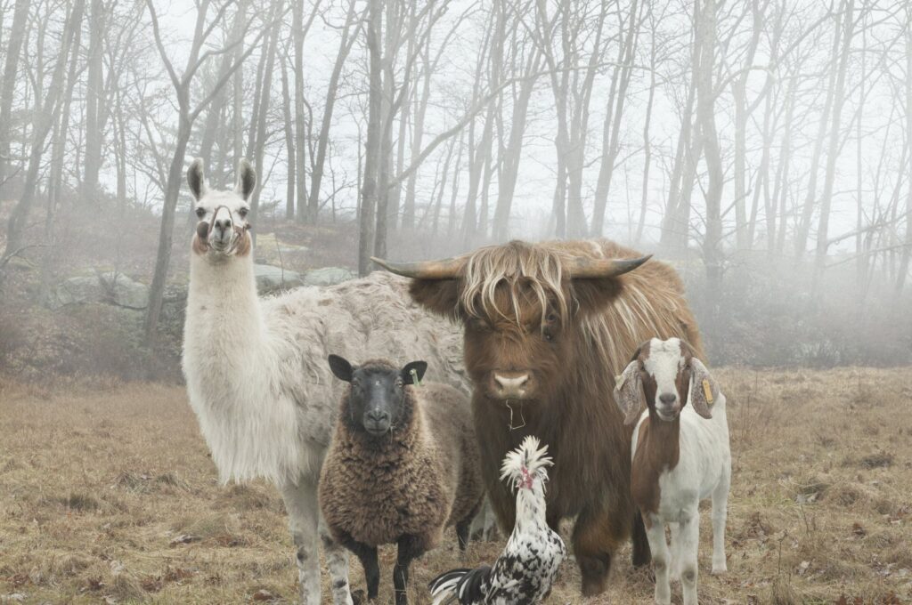 "The Farm Family Project" by Rob MacInnis. (Photo courtesy of 212 Photography Istanbul)