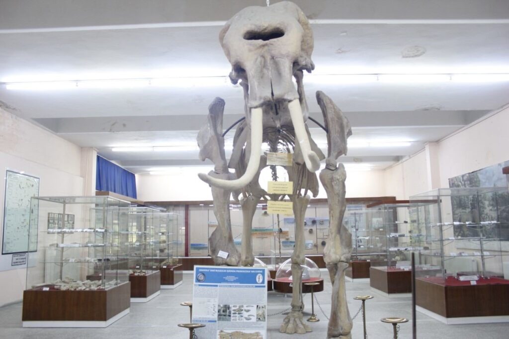 A fossil of an elephant is showcased in Ege University Natural History Collection, Izmir, Türkiye, Aug. 18, 2023. (IHA Photo)