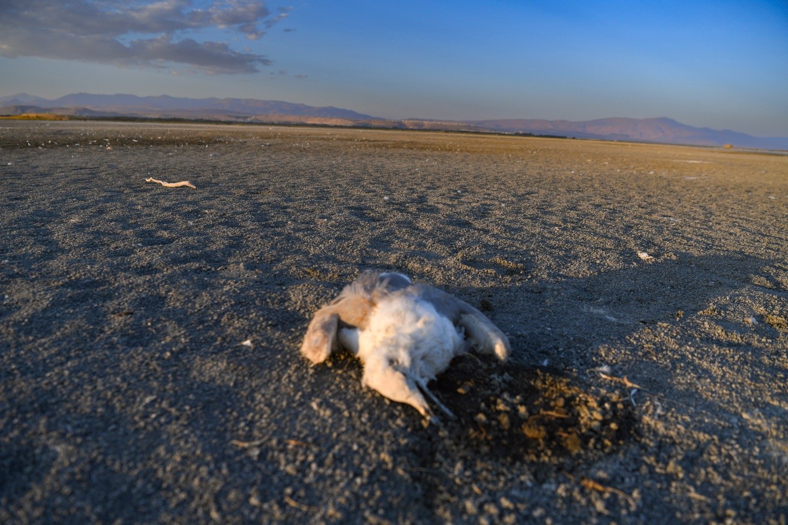 289073 A seagull is seen dead amid the shrinking shorelines of Lake Van, Türkiye, Aug. 25, 2023. (Courtesy of @FulyaOzerkan)