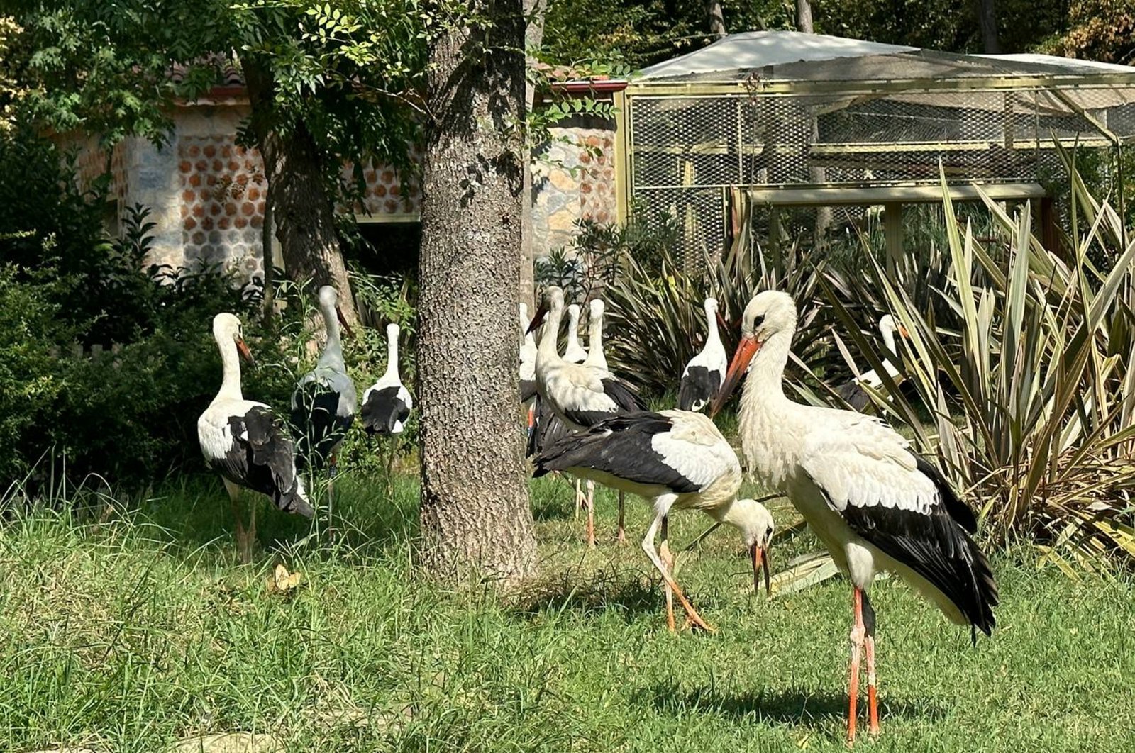 The rescued storks settle in at the House of Lost Storks, Kocaeli, Türkiye, Aug. 28, 2023. (AA Photo)