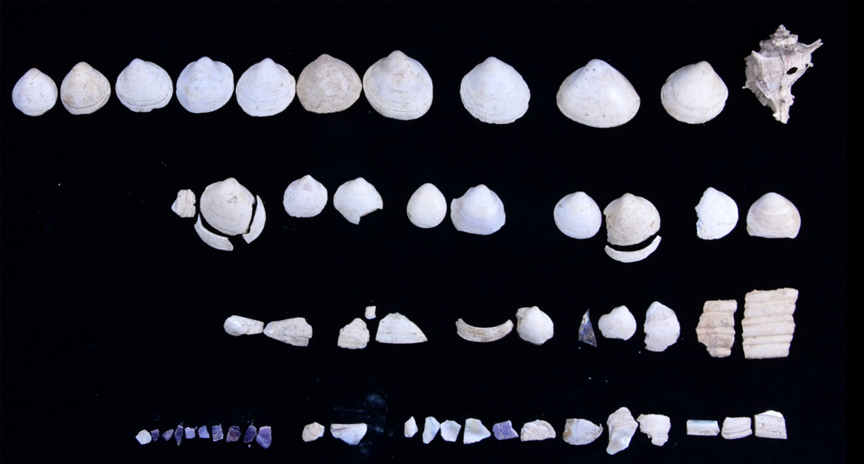 293480 2,000-year-old oyster shells used to store makeup products found during excavations in Kütahya. (AA Photo)