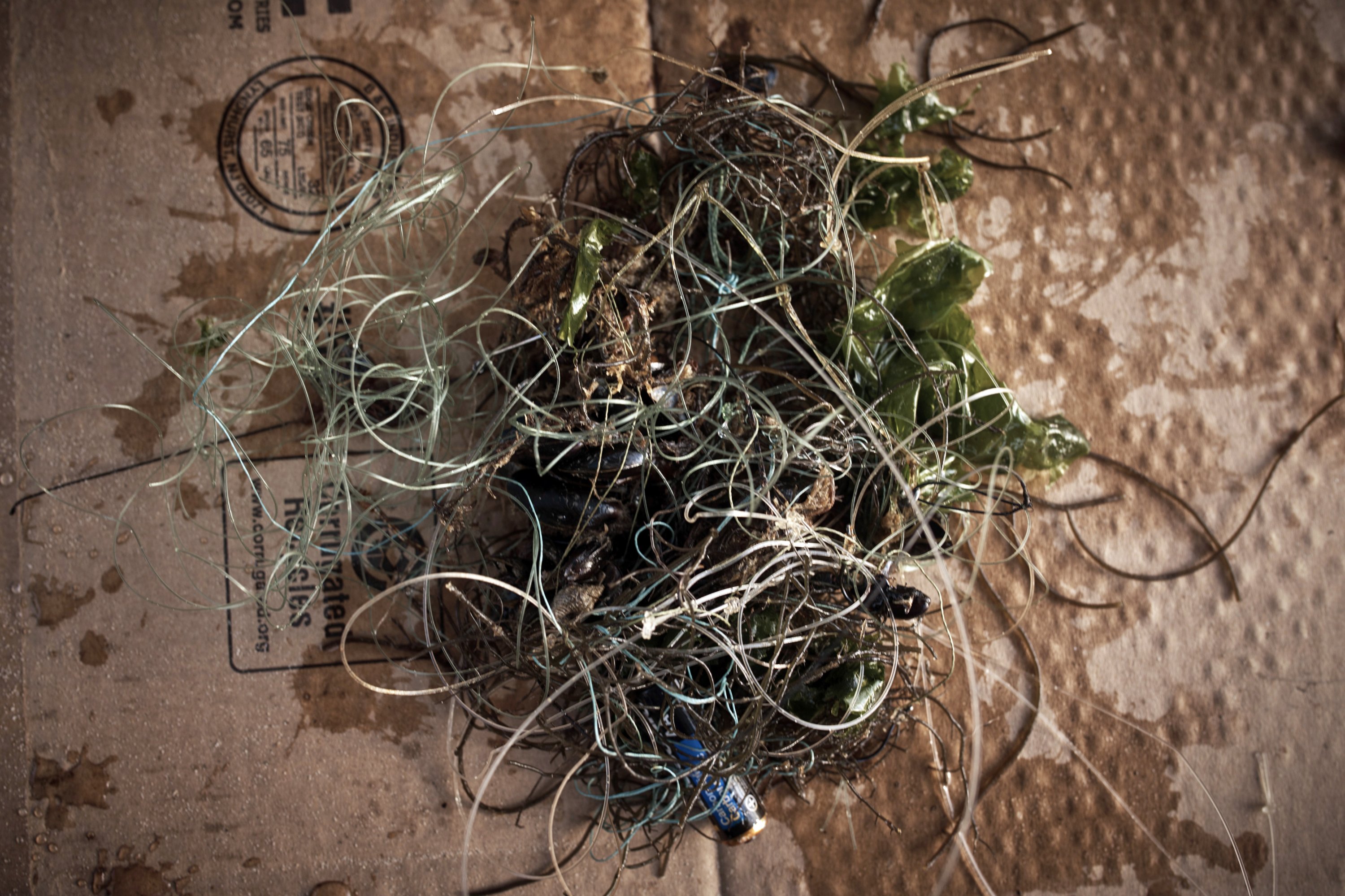 294660 Parts of fishing lines mixed with a battery and seaweed found by scuba divers are displayed on a table during an underwater cleanup in the Queens borough of New York, U.S., Aug. 27, 2023. (AP Photo)