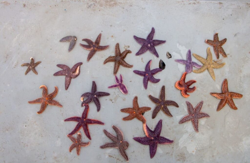 The invasive Atlantic starfish in Mediterranean Sea, Türkiye, Oct. 2, 2023. (DHA Photo)