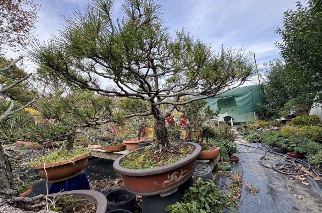 Front view of a bonsai tree in "Yalova Bonsai Musuem", northwestern Türkiye, Dec. 17, 2023. (AA Photo)