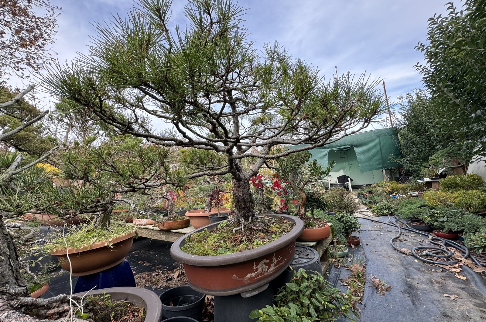Front view of a bonsai tree in "Yalova Bonsai Musuem", northwestern Türkiye, Dec. 17, 2023. (AA Photo)