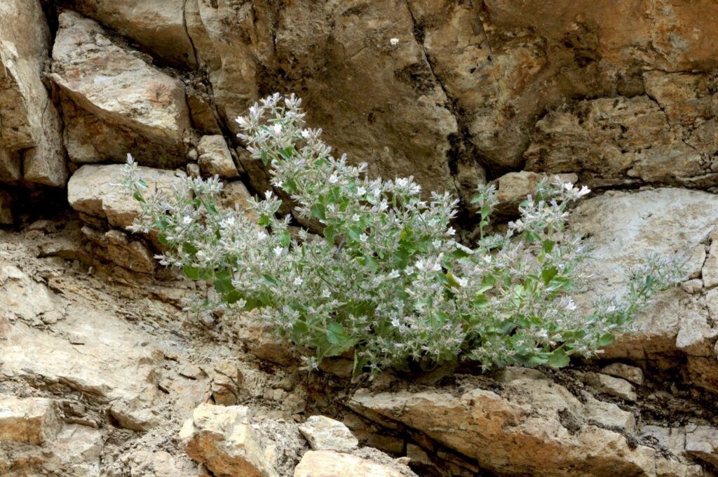 The newly discovered "Ovacık bell," a subspecies of the bluebell plant, was discovered in Tunceli, Türkiye, Jan. 3, 2024. (AA Photo)