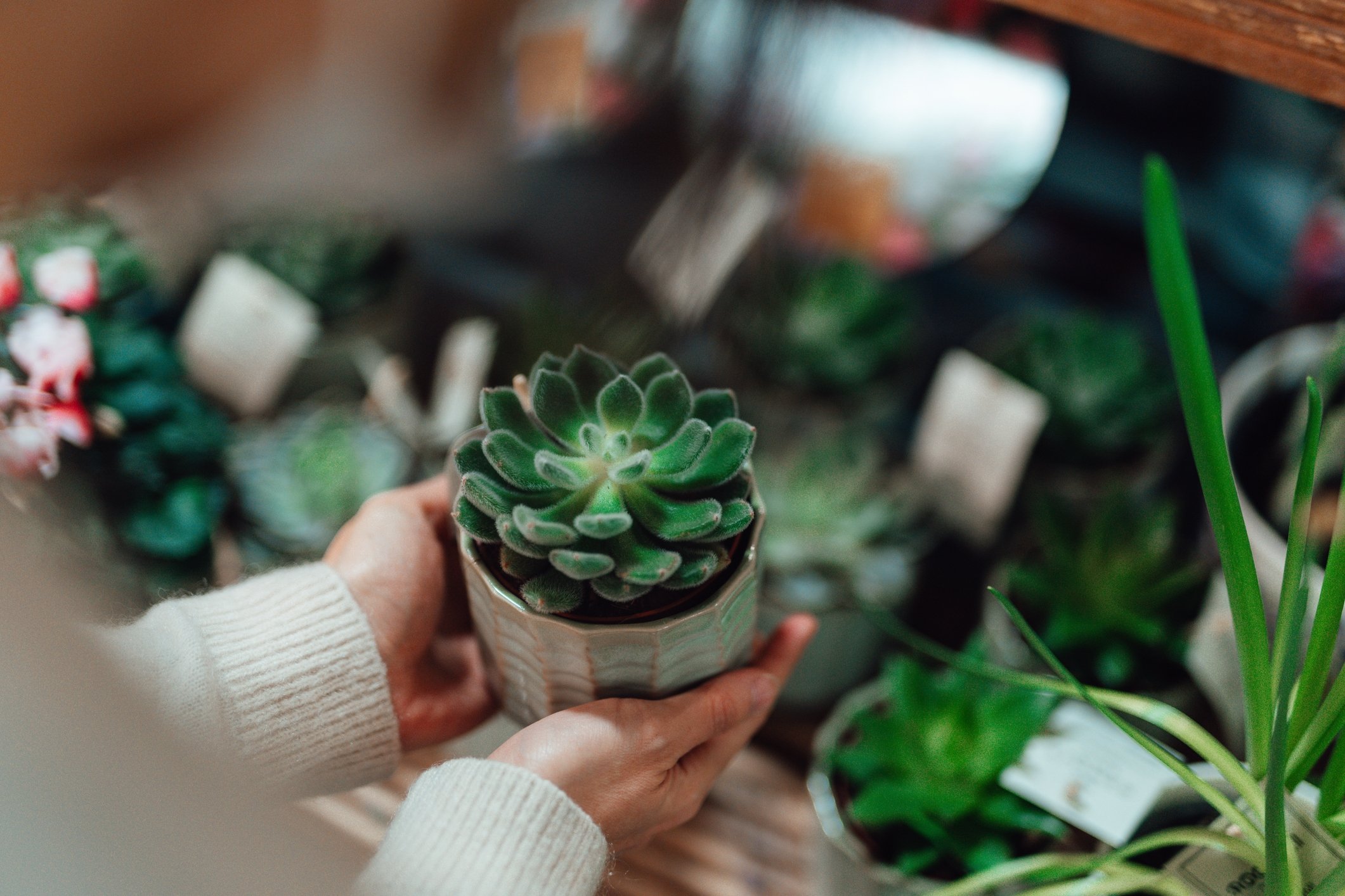 313361 Be diligent in watering seedlings to prevent dehydration and transplant them carefully into larger pots to facilitate nutrient absorption and ample space for growth. (Getty Images Photo)
