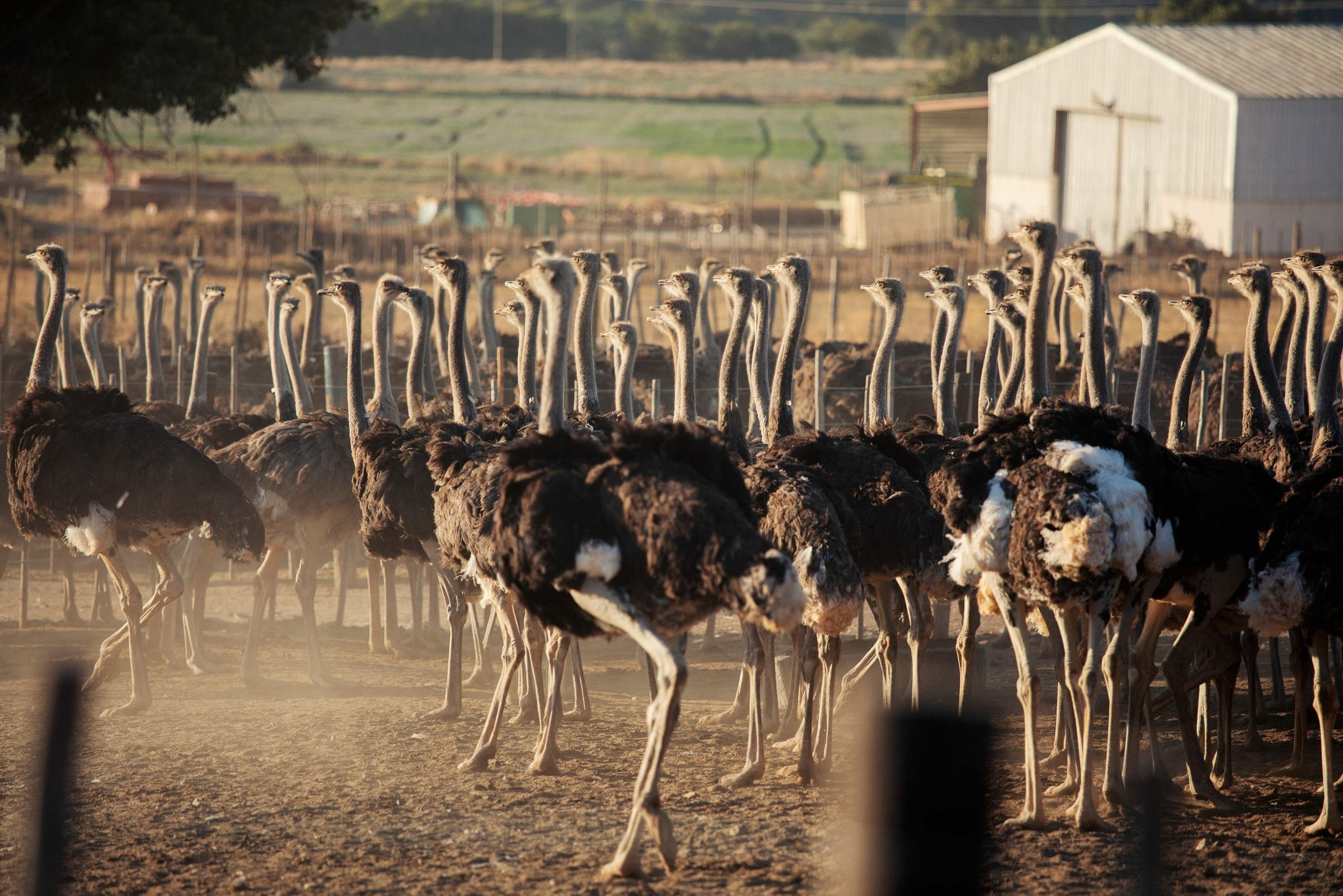 317393 Ostriches roam in a fenced field on one of Saag Jonker Holdings farms in Oudtshoorn, South Africa, Feb. 13, 2024. (AFP Photo)
