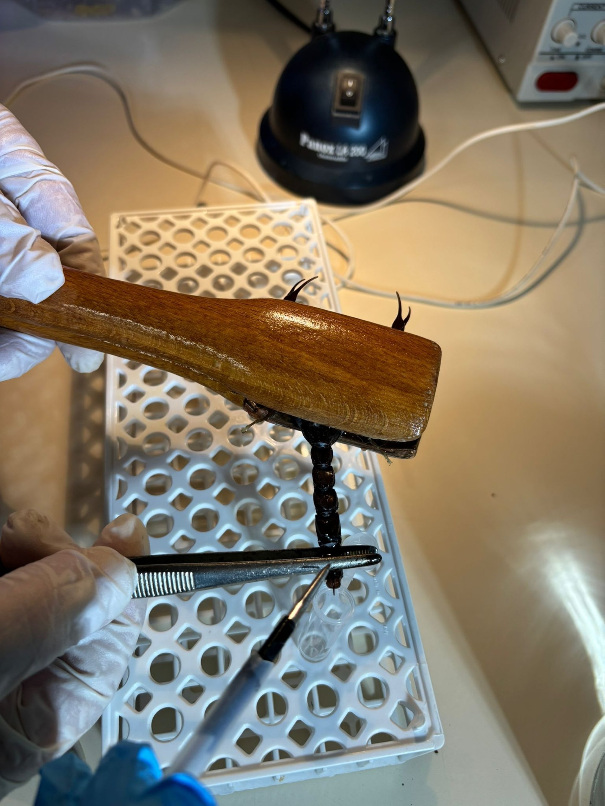 318925 A black scorpion is seen in a laboratory where their venom is extracted through electrical stimulation, Şanlıurfa, Türkiye, March 11, 2024. (DHA Photo)