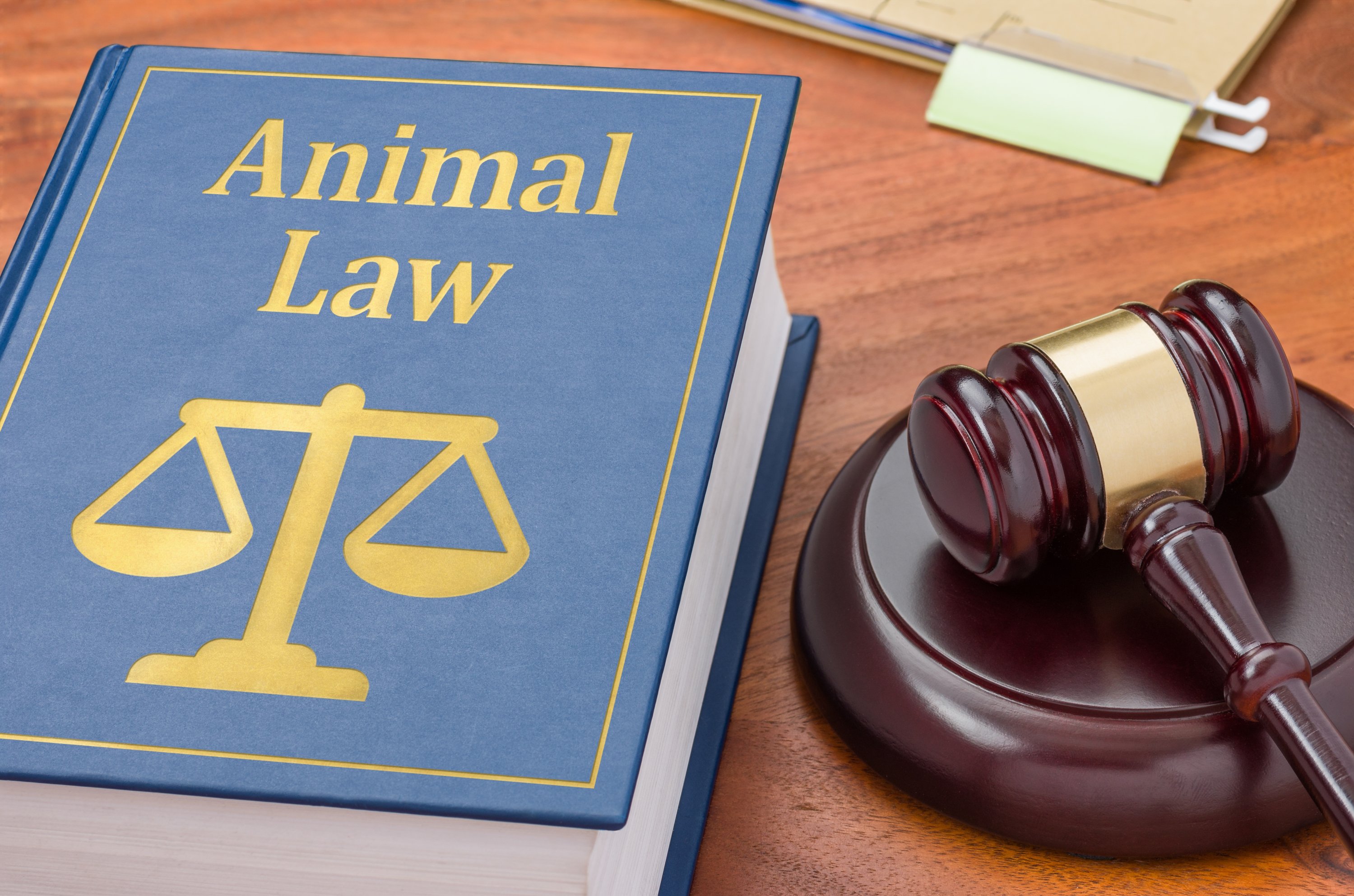 319520 'If the penalty imposed is the highest ever under Türkiye’s Animal Protection Law to date, the latest incidents show us that the current legislation is inadequate.' (Shutterstock Photo)