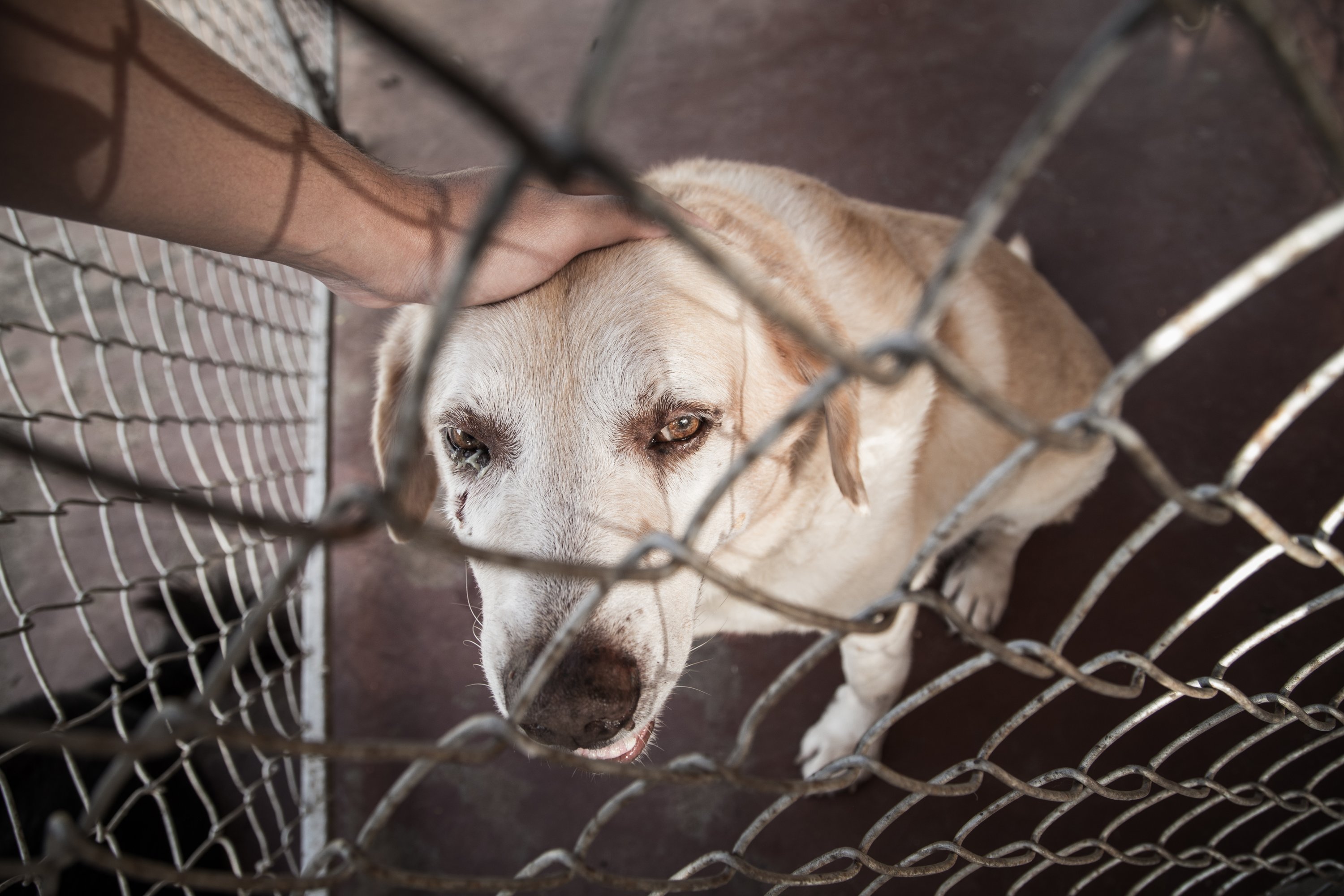 319523 'In a country where those who cruelly torture and kill stray cats and dogs that seek food from garbage bins and take shelter in parking lots or apartment buildings, because they have been stripped of their habitats by humans, go unpunished, justice is nonexistent.' (Shutterstock Photo)