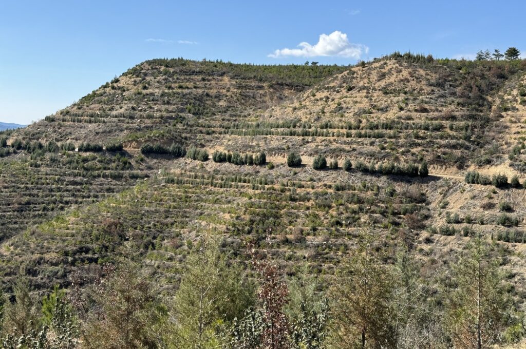 Some 269,000 saplings have been planted to date to reforest the region following the fire that broke out seven years ago, Bolu, Türkiye, March 20, 2024. (AA Photo)