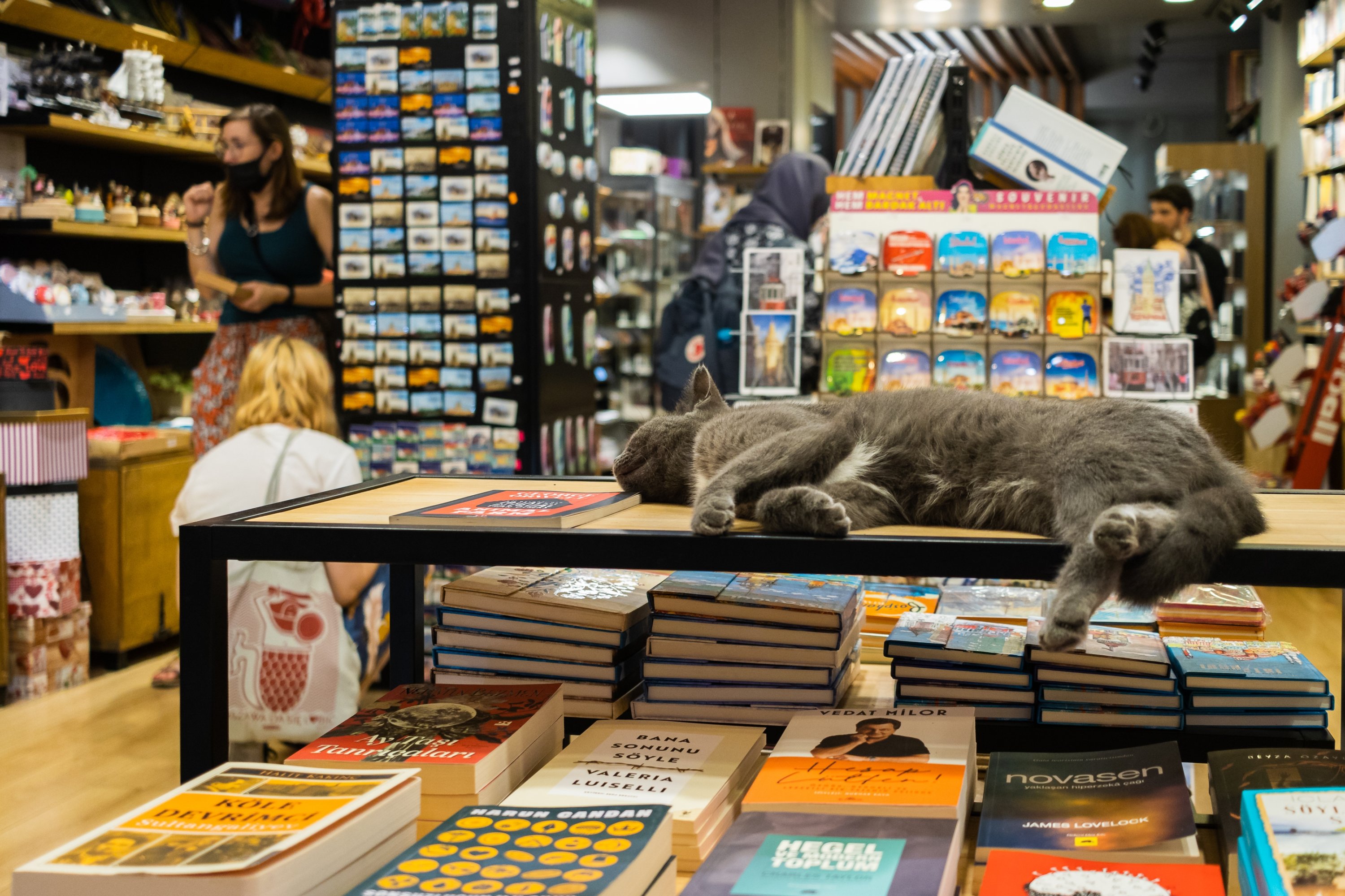 320830 A cat sleeping on a shelf in a bookstore on Istiklal Avenue in Taksim, Istanbul, Türkiye, April 8, 2021. (Shutterstock Photo)