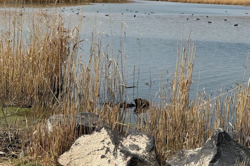 A nutria (Myocastor coypus) swims near the slopes of Mount Ağrı, eastern Türkiye, April 22, 2024. (IHA Photo)