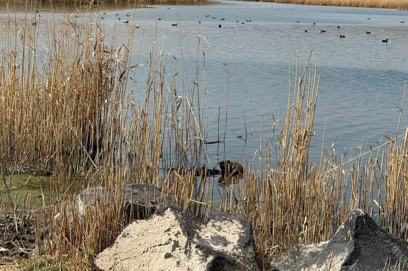 A nutria (Myocastor coypus) swims near the slopes of Mount Ağrı, eastern Türkiye, April 22, 2024. (IHA Photo)