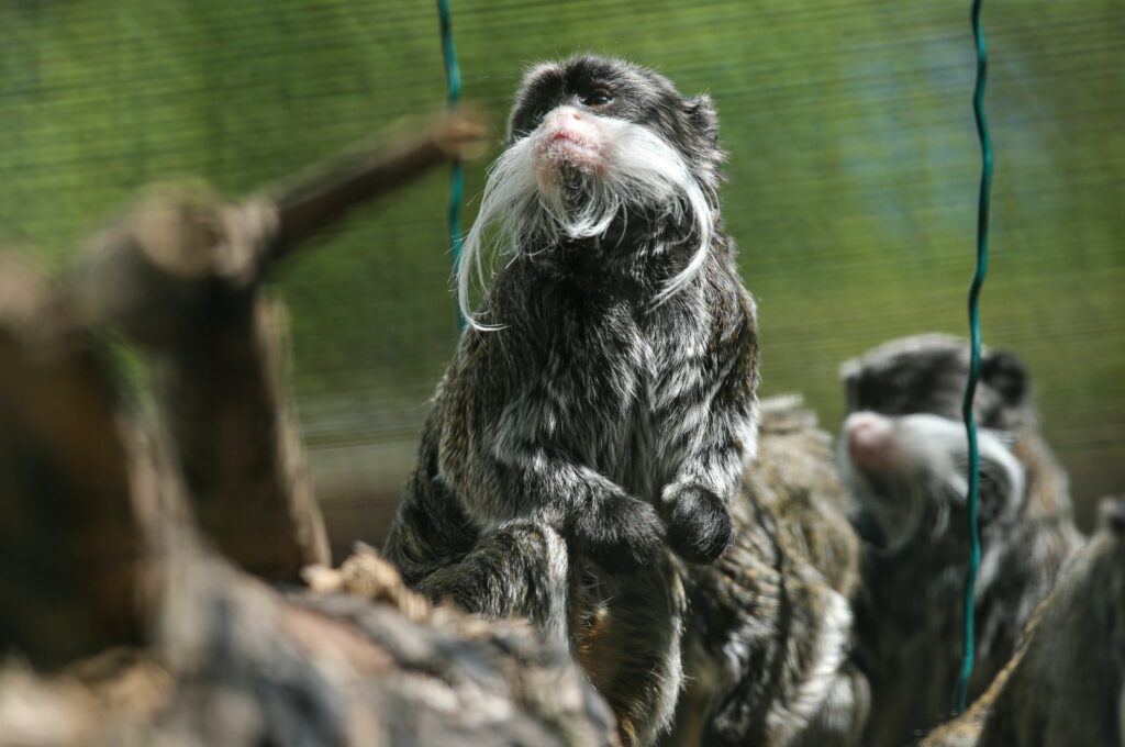 Bursa Zoo shelters 1,000 animals from 138 species, spanning from South American predators to Asian and local farm animals, Bursa, Türkiye. May, 6, 2024. (AA Photo)