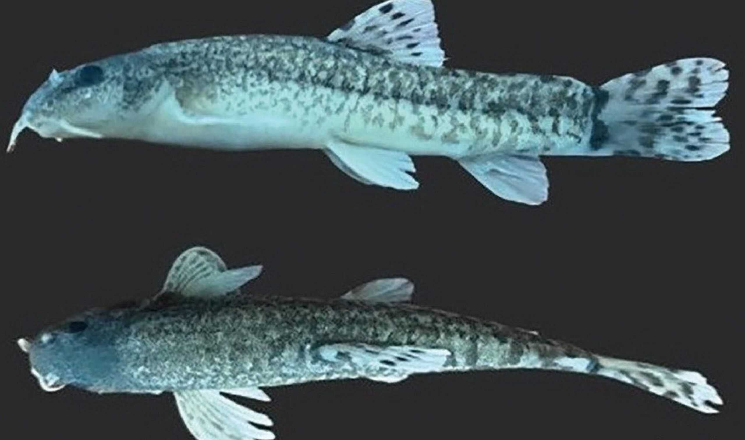 The newly discovered catfish has been officially named "Oxynoemacheilus kottelati," Balıkesir, Türkiye, May 17, 2024. (AA Photo)