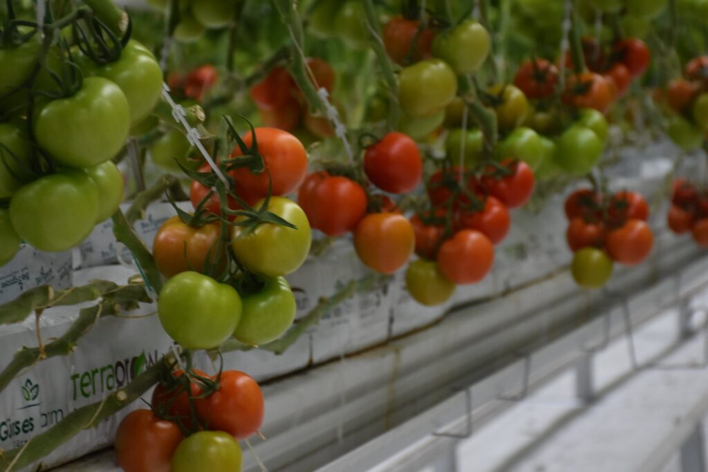 Ayaş tomatoes are famous for being savory and having a unique flavor. (AA Photo)