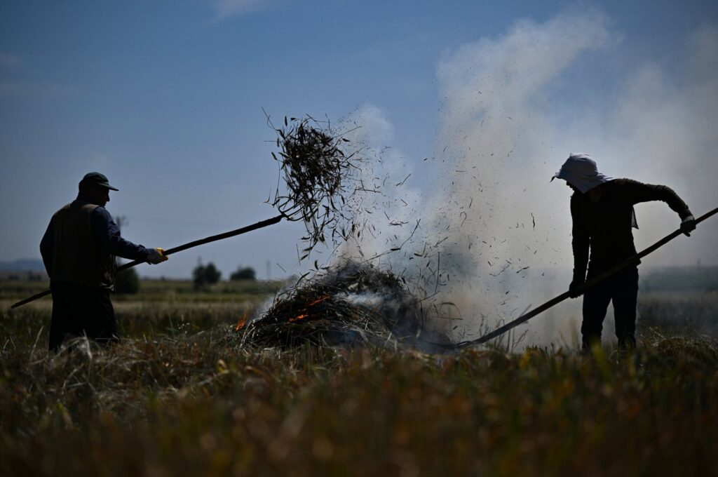 The painstaking process of producing frik involves precise harvesting, roasting and packaging, Gaziantep, Türkiye, May 21, 2024. (AA Photo)