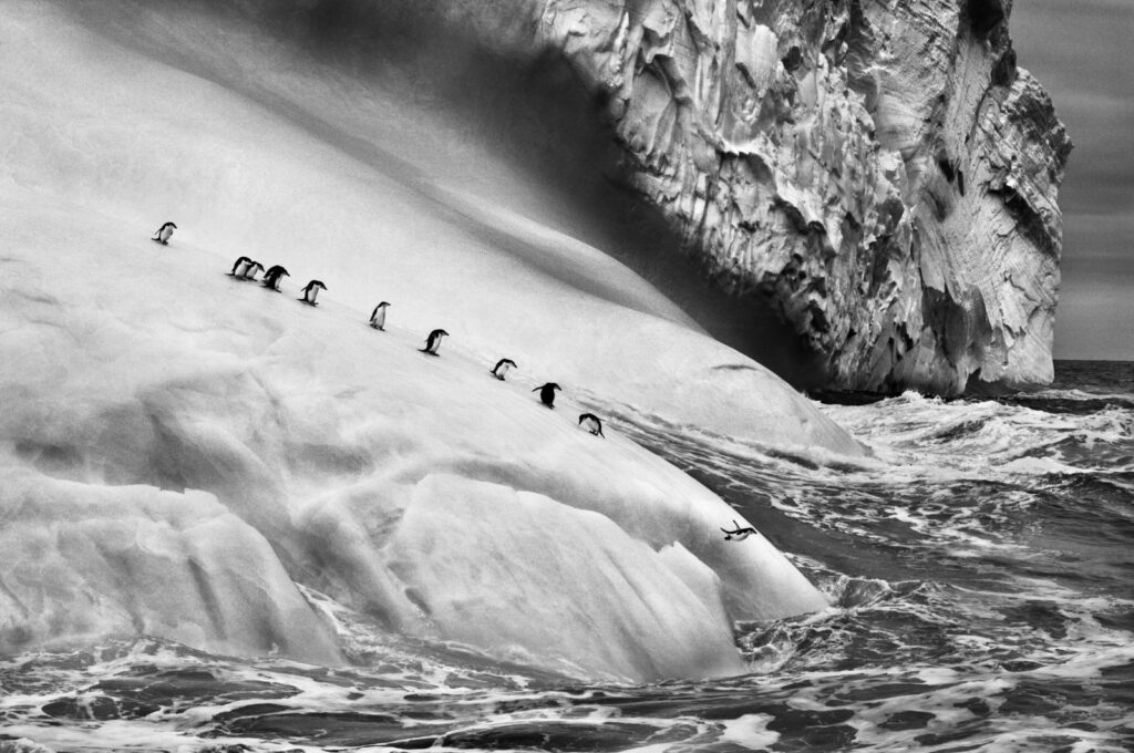 Chinstrap penguins (Pygoscelis antarctica) on an iceberg located between Zavodovski and Visokoi islands, South Sandwich Islands, 2009. (Photo courtesy of Sebastiao Salgado)
