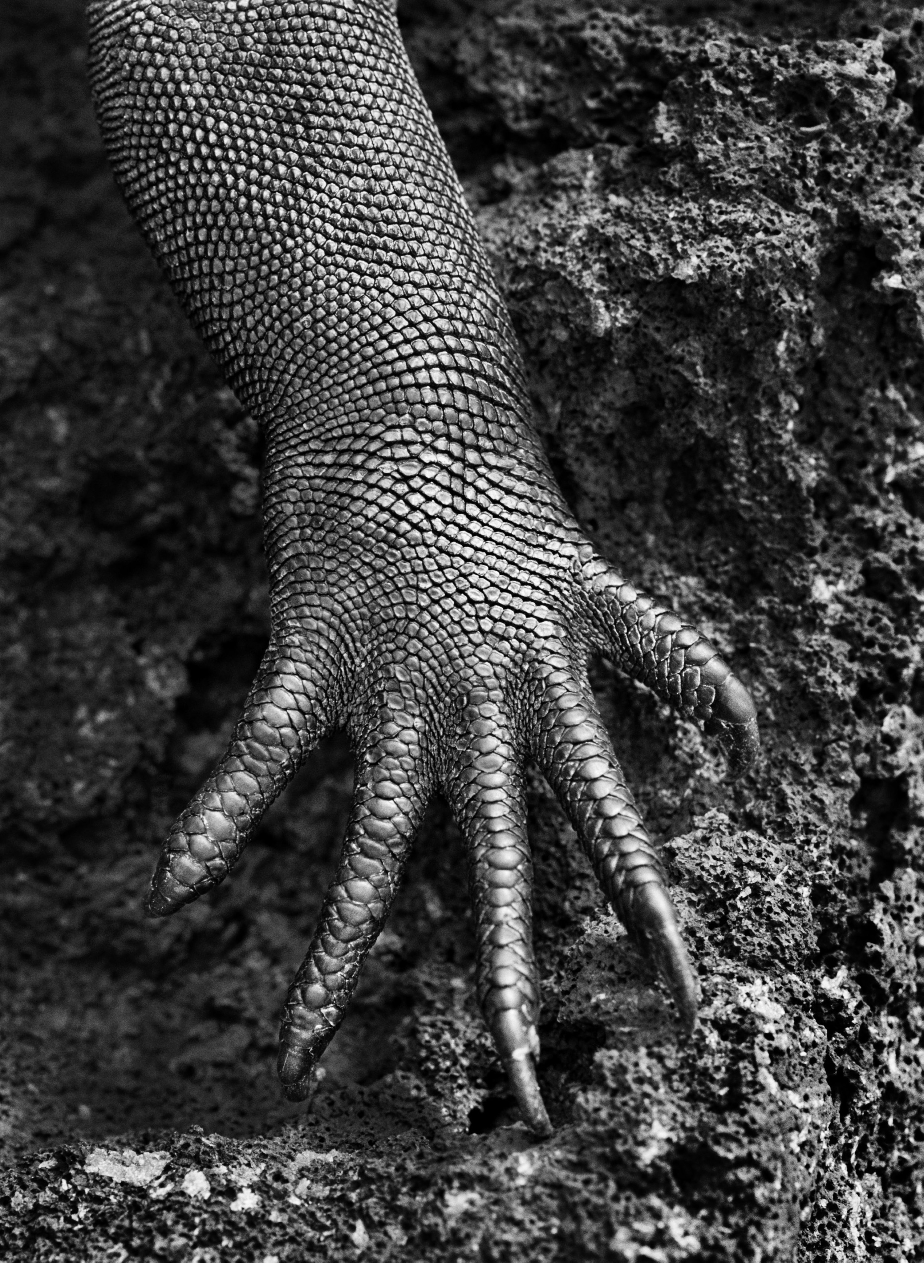 332439 A marine iguana (Amblyrhynchus cristatus), Galapagos, Ecuador, 2004. (Photo courtesy of Sebastiao Salgado)