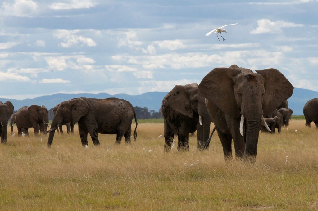 A bird flies over elephants as it walks at the Amboseli National Park, Kajiado County, Kenya, April 4, 2024. (Reuters Photo)