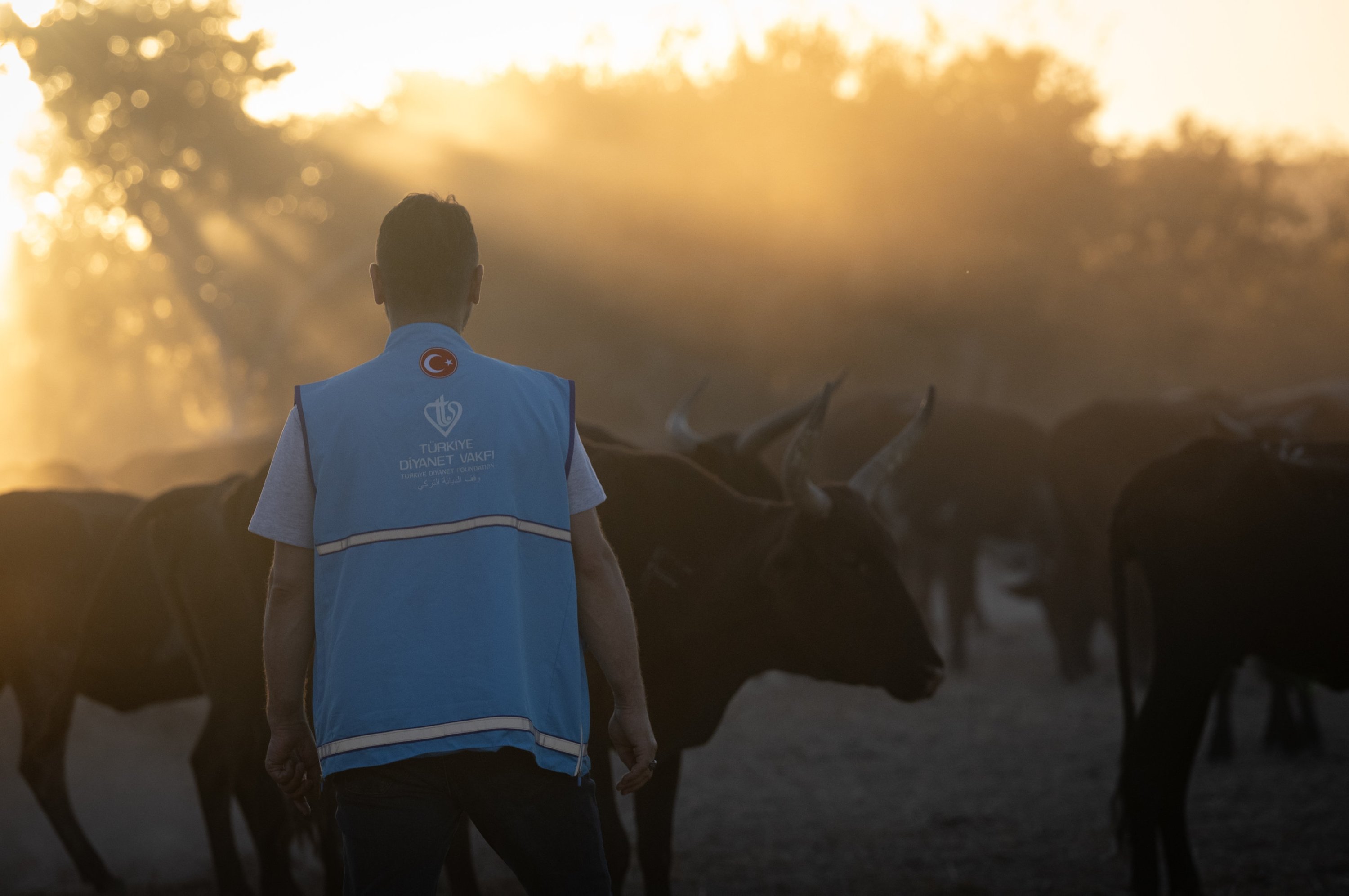 332908 A Diyanet staff member oversees cattle to be sacrificed as part of the Qurban Bayram, Zimbabwe, June 16, 2024. (AA Photo)