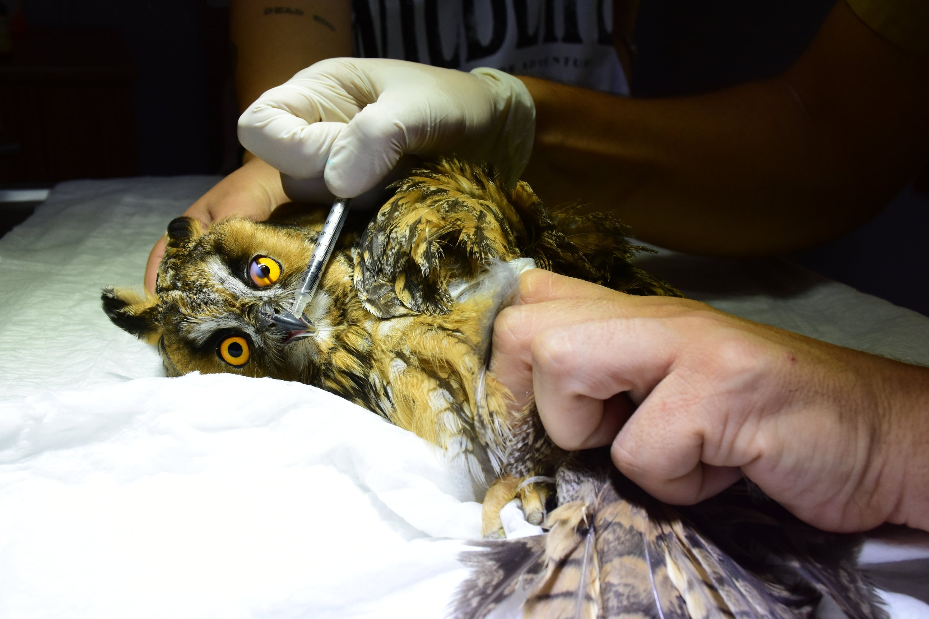 333048 An owl receives treatment at the Antalya Wildlife Park, Antalya, Türkiye, June 19, 2024. (AA Photos)