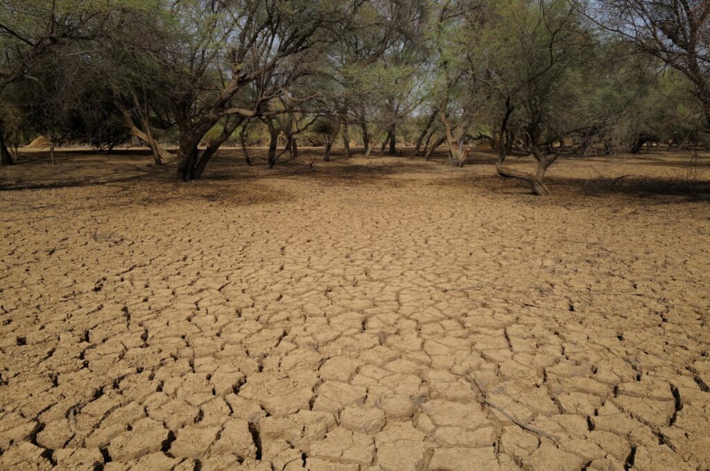 Dry earth in a field within the Great Green Wall area near Walalde department, Senegal, July 11, 2021. (Reuters Photo)