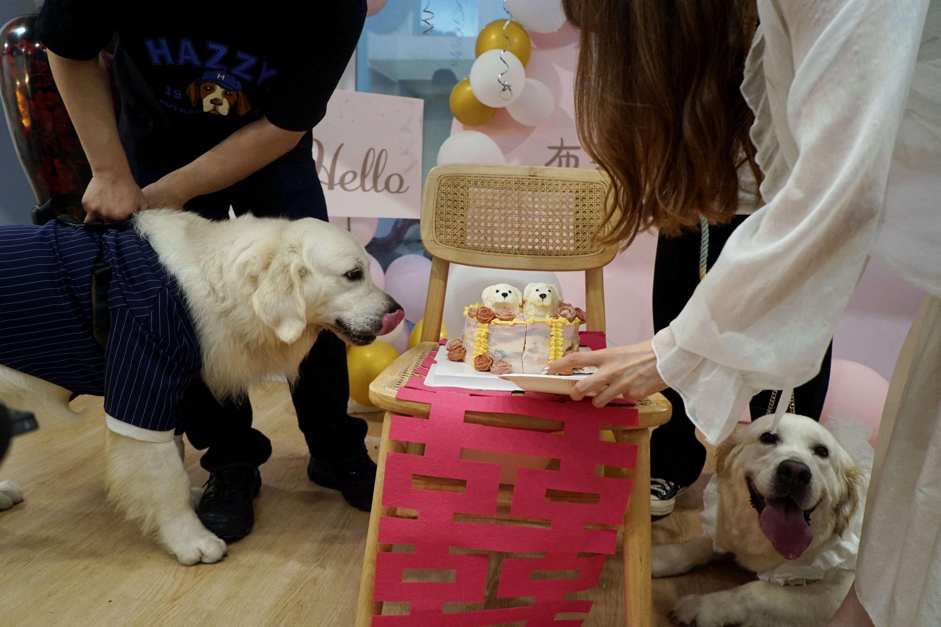 335399 Golden retrievers Bond and Bree wait to eat their wedding cake placed atop a traditional marriage 'double happiness' paper cutout, as they get married in Shanghai, China, June 29, 2024. (Reuters Photo)