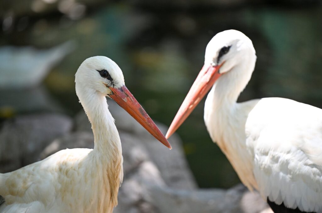 Storks at the Gaziantep Natural Life Park, Gaziantep, Türkiye, July 7, 2024. (AA Photo)