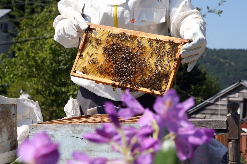 Bingöl honey is available in several varieties, including flower honey, Bingöl, Türkiye, June 1, 2024. (AA Photo)