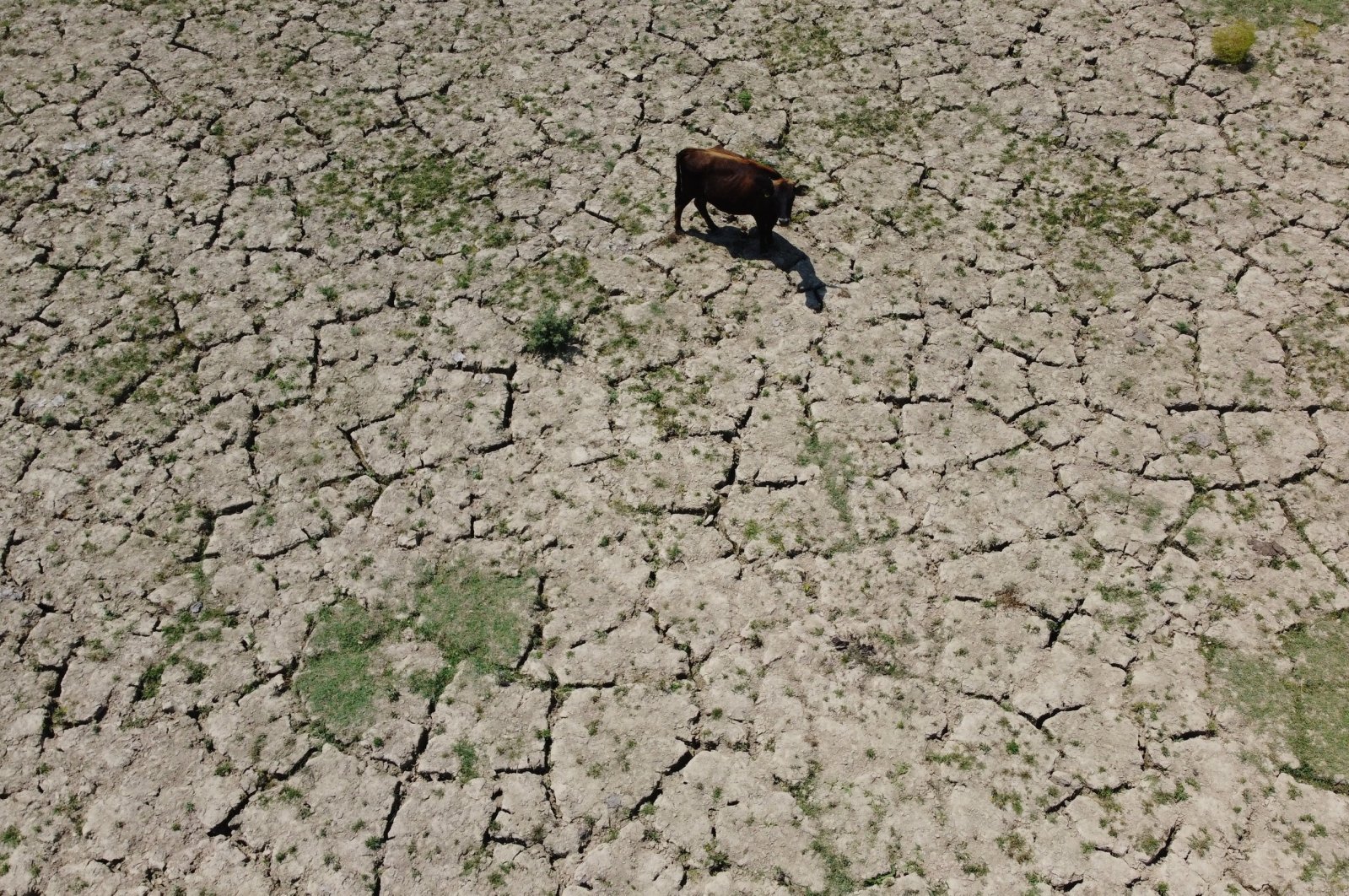 Buffalo farming faces challenges from shrinking pastures due to climate change, Düzce, Türkiye, July 15, 2024. (AA Photo)