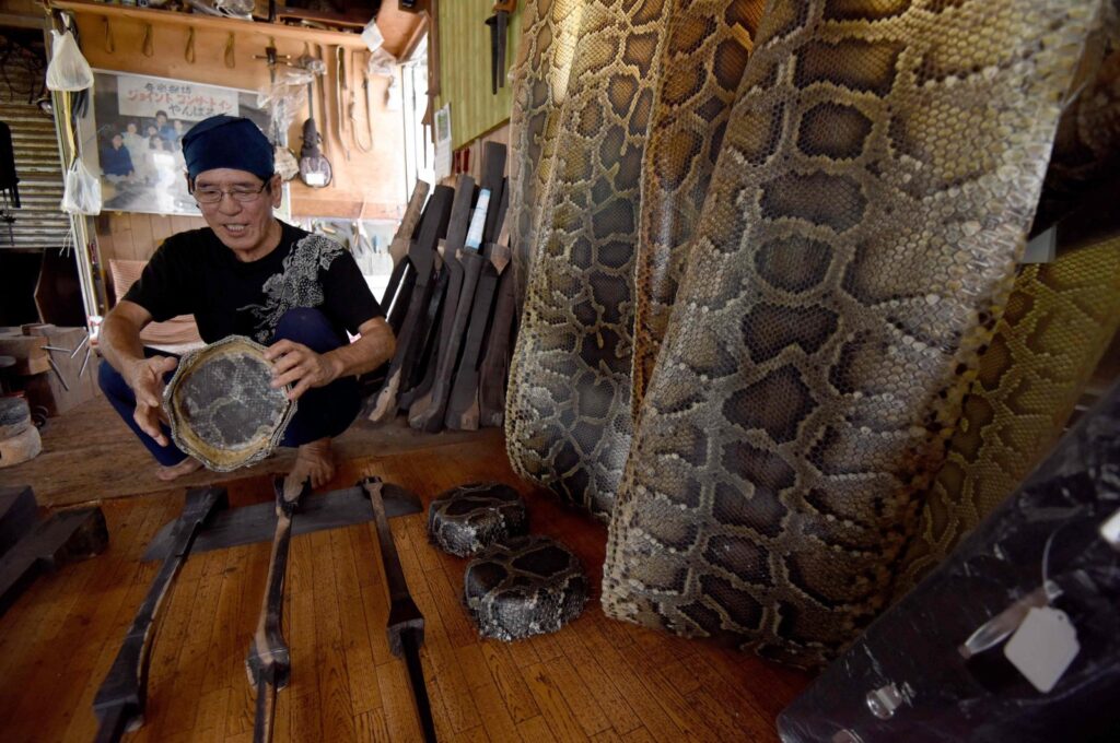 Seibun Nakamine explains the process of making a sanshin – a banjo-like instrument – as dried python skin (R), used to make the instrument, at his workshop in Urasone, Okinawa Prefecture, Japan, June 20, 2016. (AFP Photo)